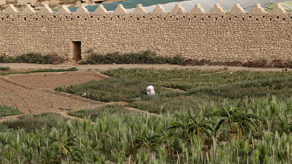 China Daily: S. Arabia growing more food in desert despite rising heat